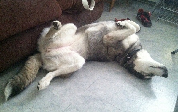 husky-sleeping-upside