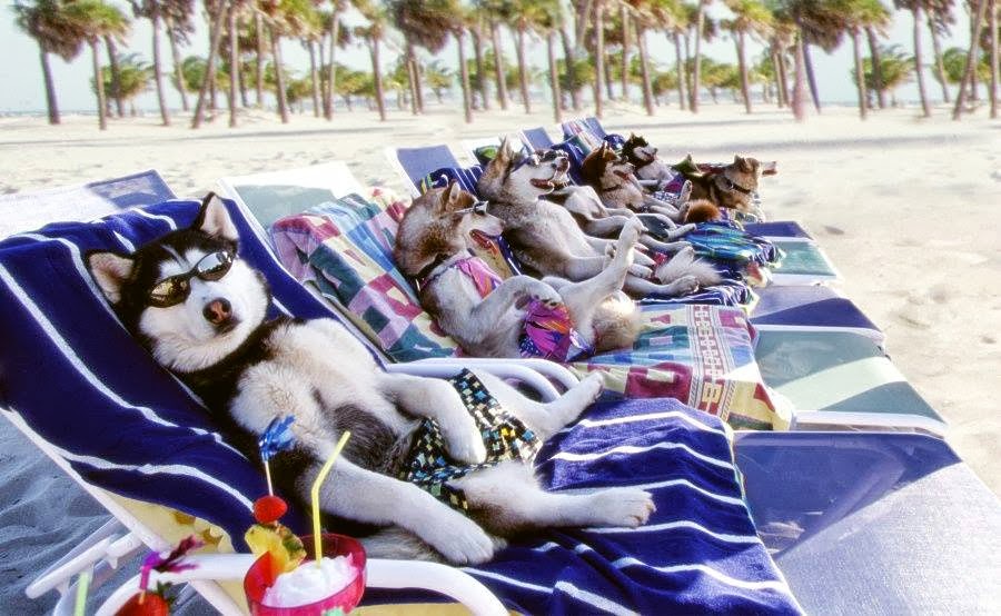 12 Things That Make Huskies Happy 5 husky summer