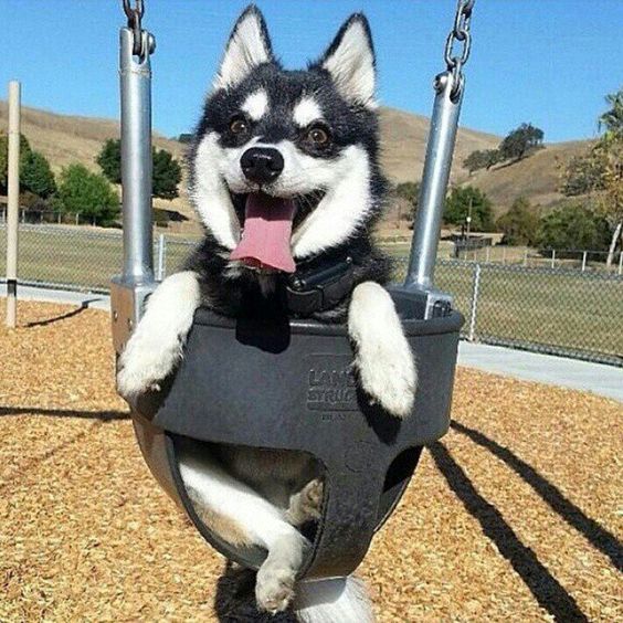 12 Things That Make Huskies Happy 3 husky swinging
