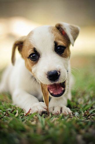 jack russell chew up