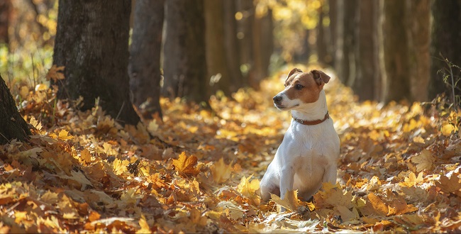 jack russell dog autumn fall park