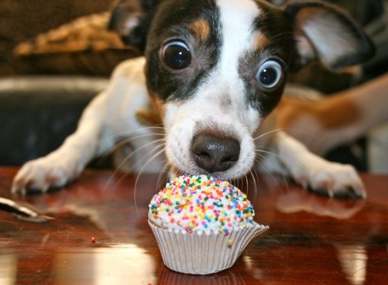 jack russell dog cake