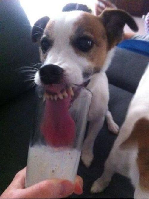 jack russell drink photo