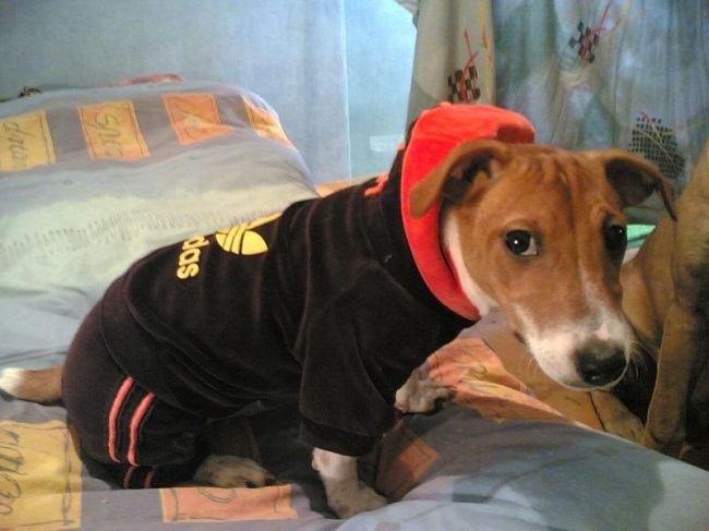 jack russell hoodie photo dog pics