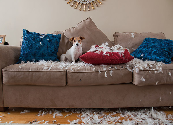jack russell mess funny dog
