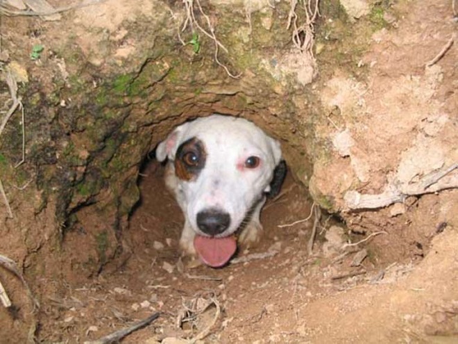 jack russell shade photo dog
