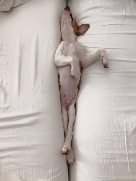 jack russell sleep beds funny