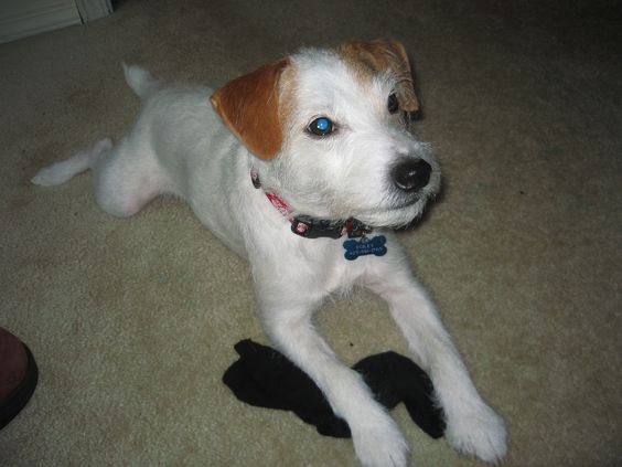 jack russell sock pics dog