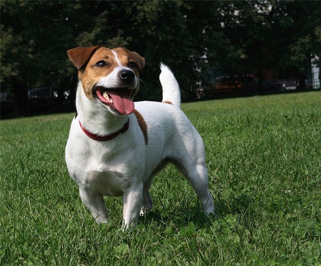jack russell summer photo dog