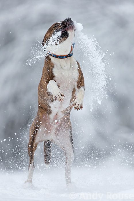 jumping staffie dog photo