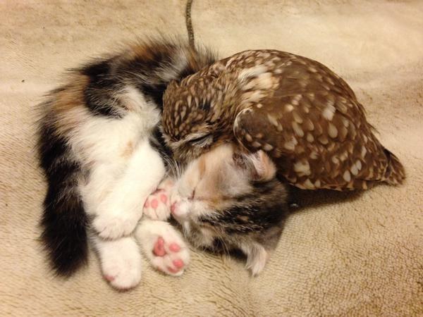 kitten and bird
