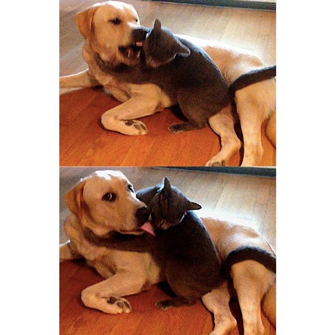 lab cat playing funny