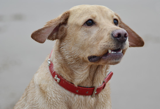 labrador face