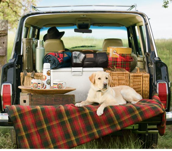 labrador picnics car dog