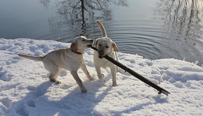 15 Things That Make Labrador Retrievers Happy 4