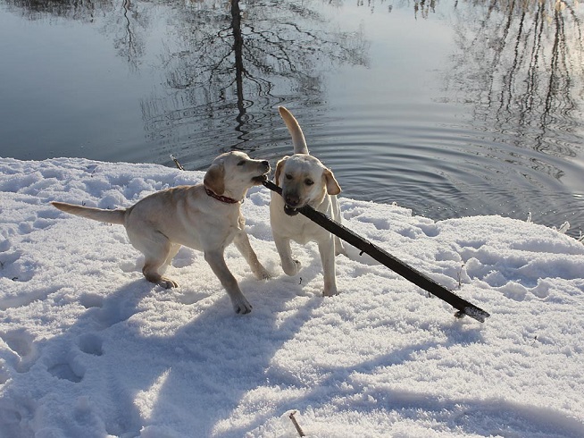 labradors playing winter water river