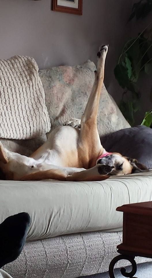 legs up great dane photo