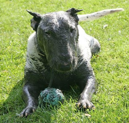 love ball bull terrier mud