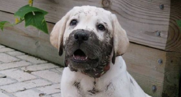 10 Pictures That Sum Up What It’s Like To Own A Dog 2