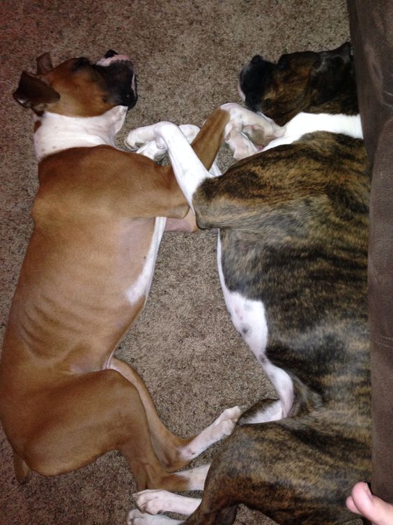 nap time boxer dogs two