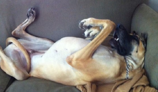 12 Hilarious Photos That Prove Great Danes Can Sleep Absolutely Anywhere 1