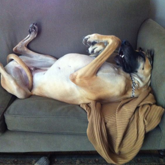 nap time great dane photo