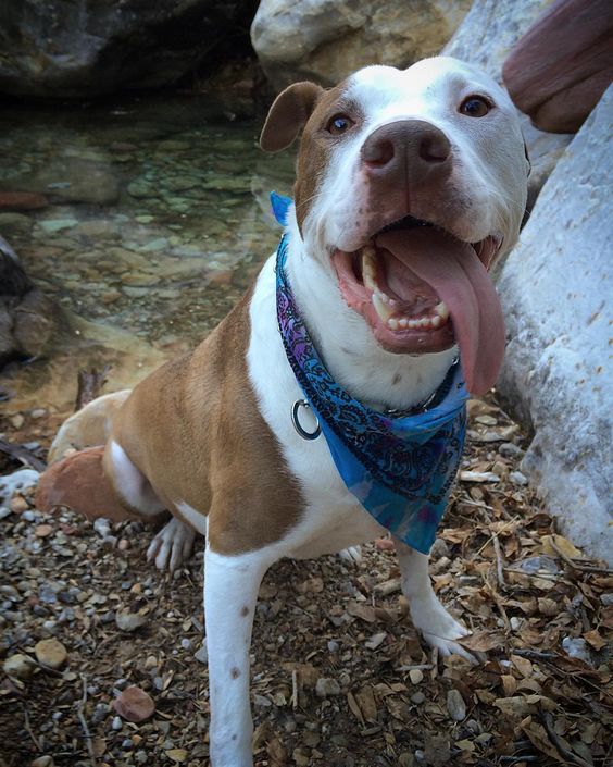 pit bull hiking dog