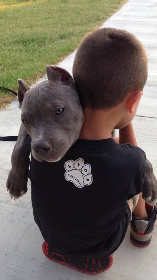 pit bull hugs boy