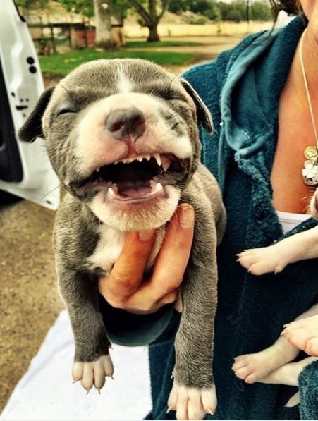 pit bull puppy