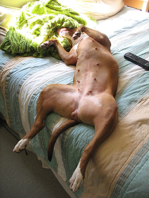 pit-bull-sleeping_mini