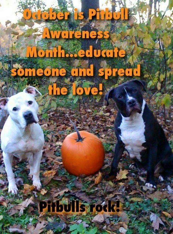 pit bulls autumn fall dogs