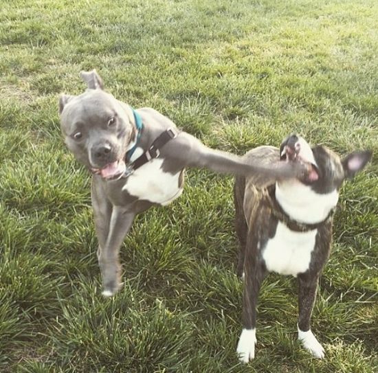pit bulls_mini