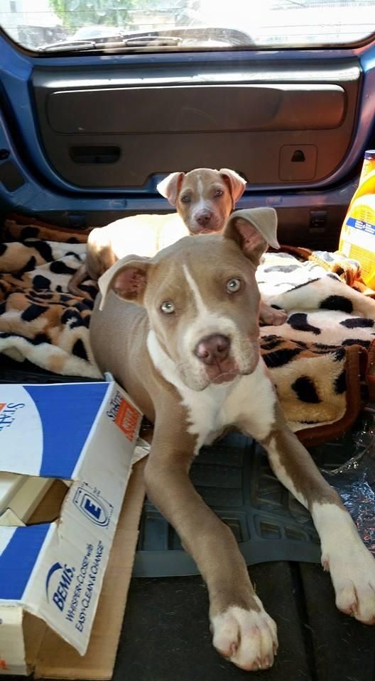 pitbull trips car