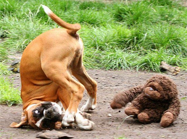playful boxer dog photo toy funny