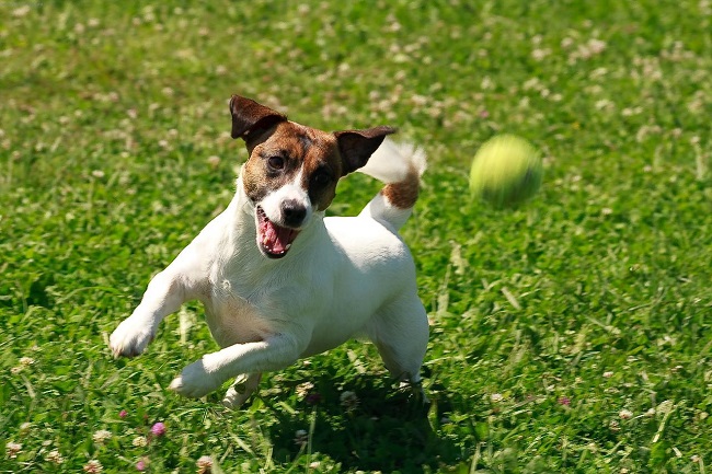 playing jack russell ball pics
