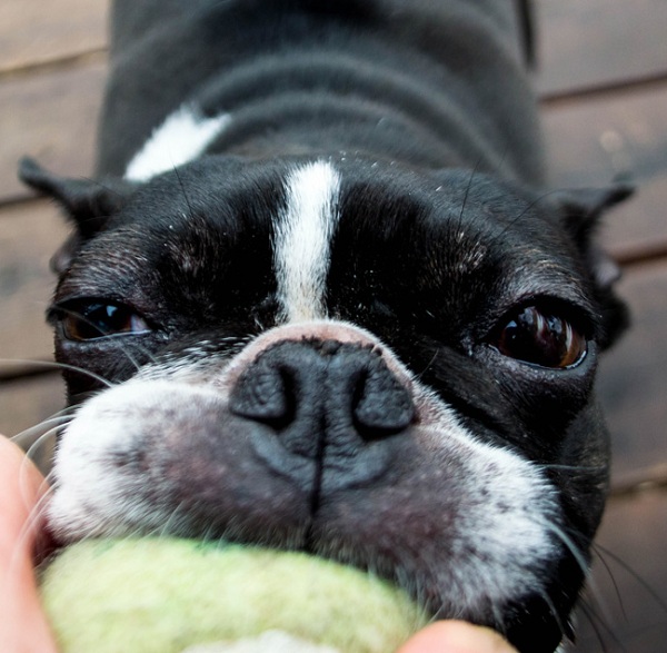 12 Boston Terrier Property Laws 12 playing-tug-boston-terrier