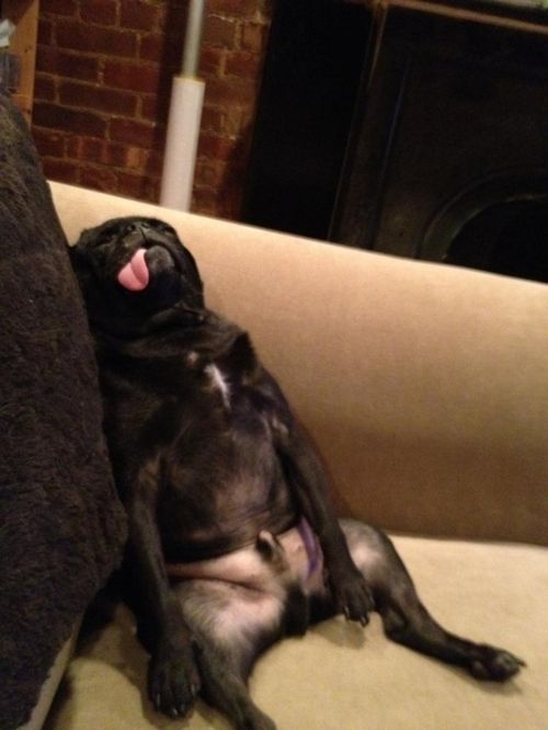 pug sleep sitting