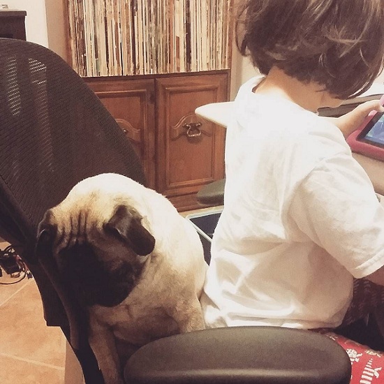 pug-sleeping-chair