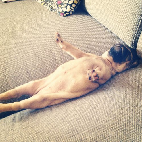 pug-sleeping-humour