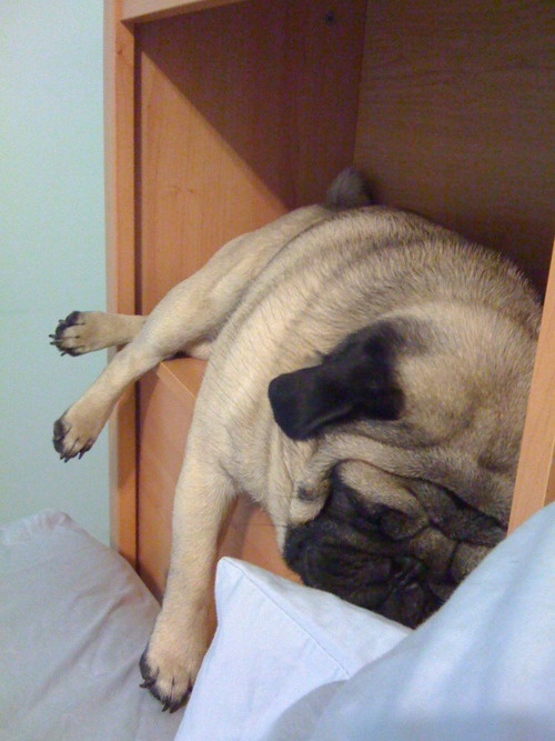 pug-sleeping-place