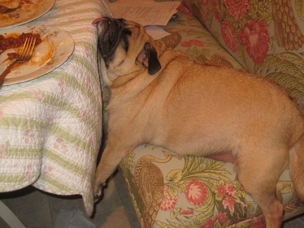 pug-sleeping-tactically-positioned