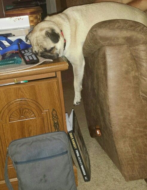 pug-sleeping-tired