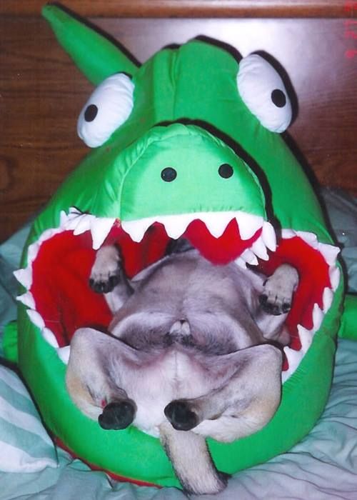 pug-sleeping-toy