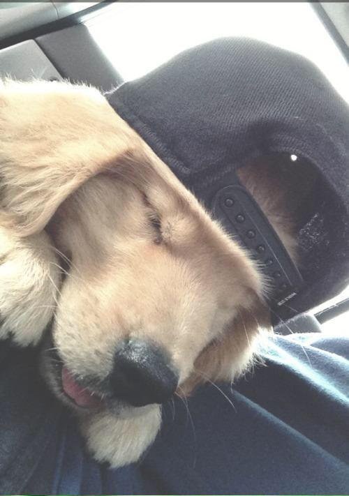 pup in cap