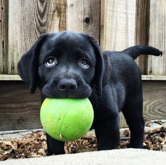 puppy and ball