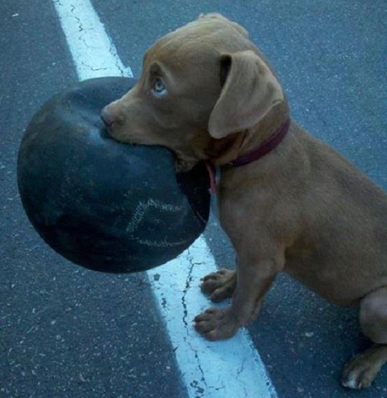 puppy ball playing