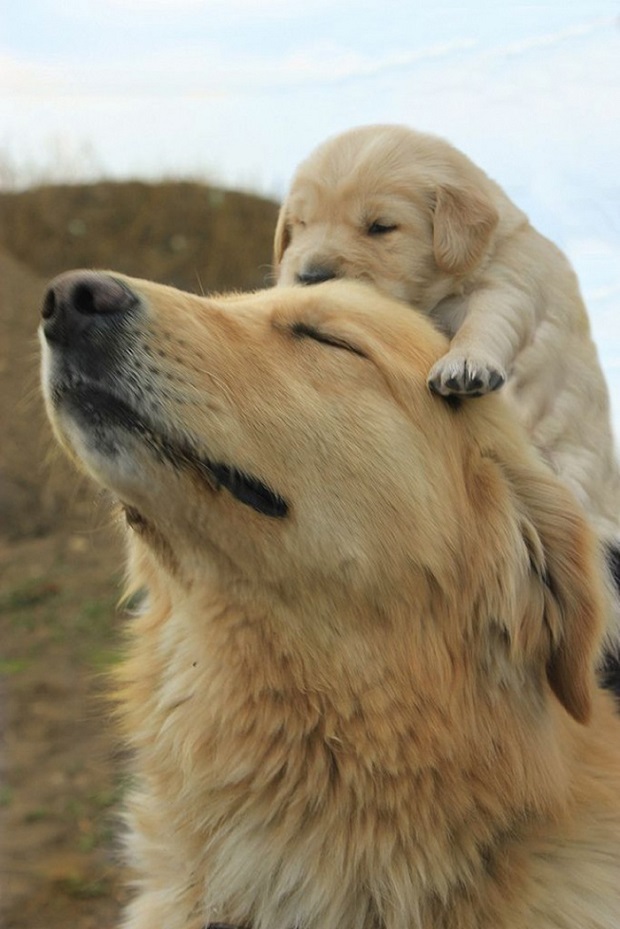 puppy dogs family