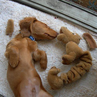 rest dachshund funny toy chew