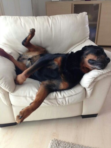 rottweiler funny sleeping