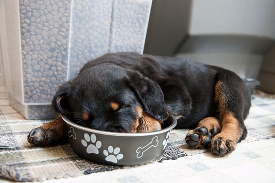 10 Hilarious Photos That Prove Rottweilers Can Sleep Absolutely Anywhere 4 rottweiler-puppy-sleep-bowl